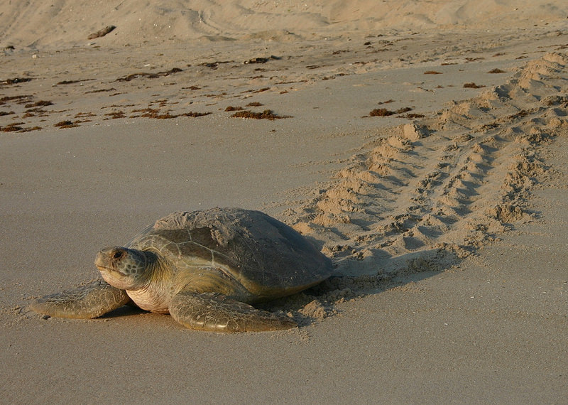 turtleonthebeach_orig