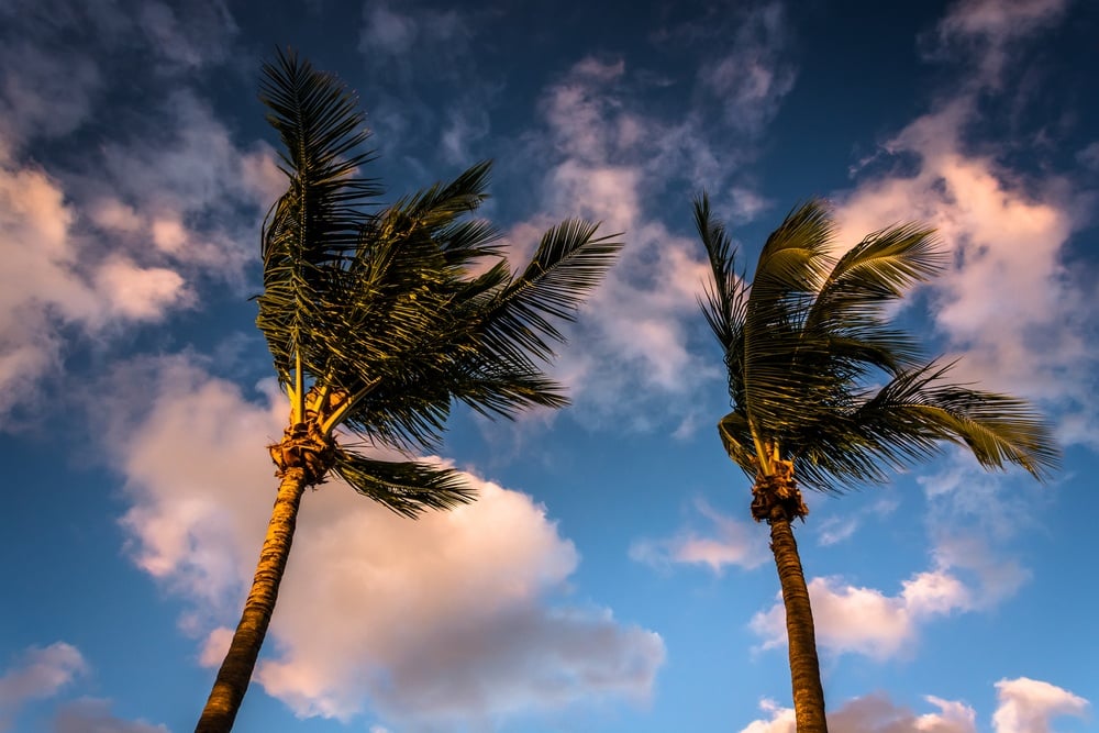 Evening light on palm trees in Naples, Florida.